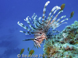 Lionfish in blue (Pterois miles) by Beatrice Primatesta 